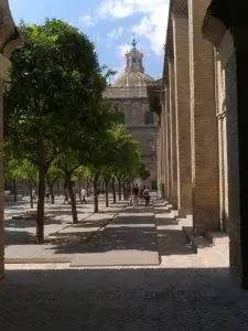 Апельсиновые деревья хорошо растут в Севилье