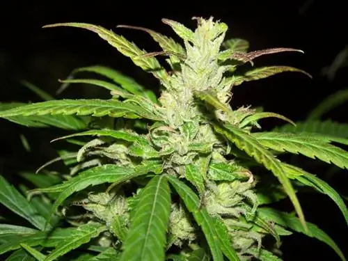 Цветы растения Cannabis sativa