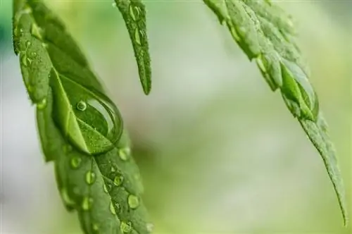 Деталь листьев растения Cannabis sativa