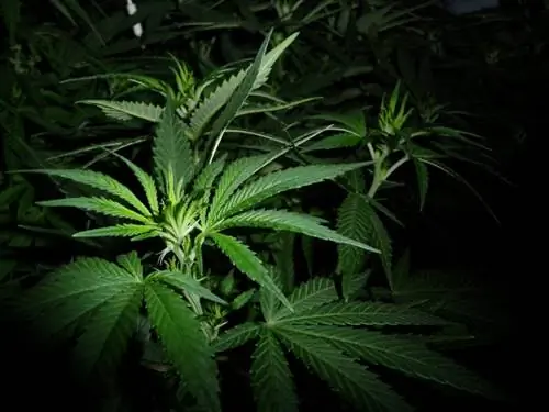 Листья растения Cannabis sativa или марихуаны