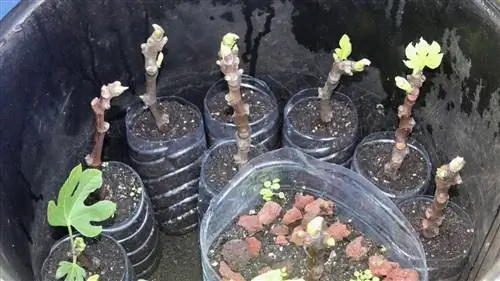 виды черенков