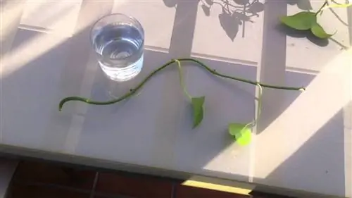 размножение растений