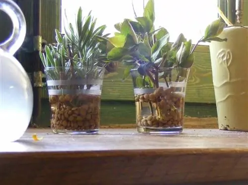 научиться делать черенки в воде