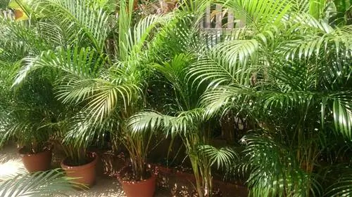 Dypsis lutescens - многоствольная пальма.