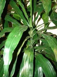 Водяная палочка - это куст