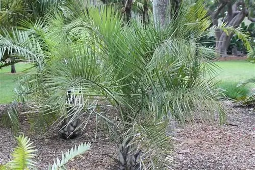 Syagrus coronata - одна ладонь.