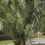 Parajubaea torallyi - высокая пальма.