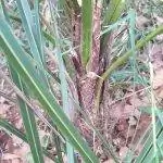 Ствол Parajubaea толстый