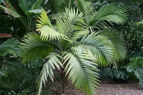 Экзотические пальмы