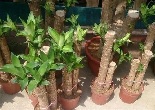 как обрезать комнатные растения особенности