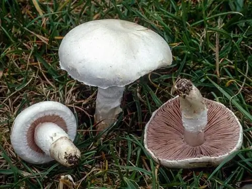 Характеристики Agaricus campestris