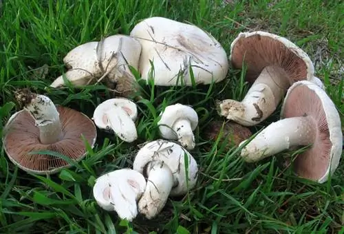 Утилита Agaricus campestris