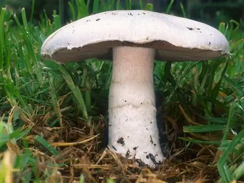 Agaricus campestris (дикий гриб)