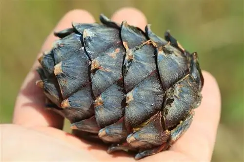 Шишка Pinus cembra не раскрывается при падении