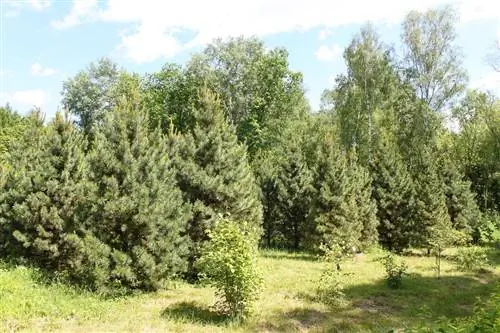 Кедр швейцарский растет в Европе