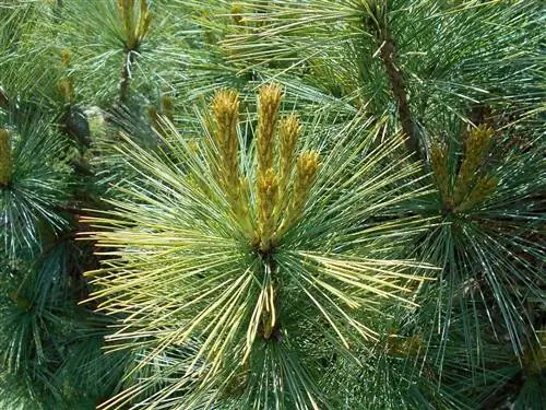 Листья Pinus cembra игольчатые.