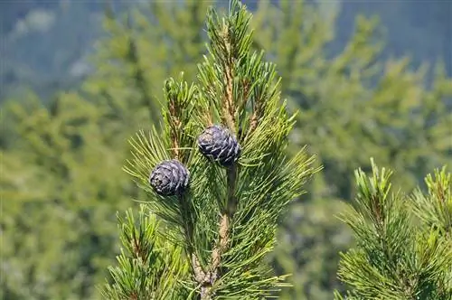 Кедровая сосна (Pinus cembra)