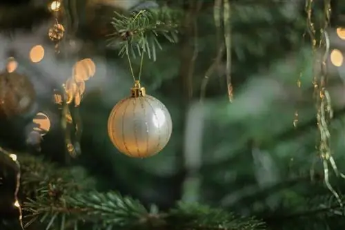 Рождественские растения нуждаются в особом уходе