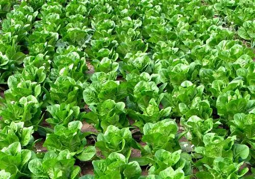 выращивание салата