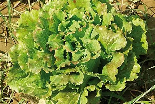 выращенный салат