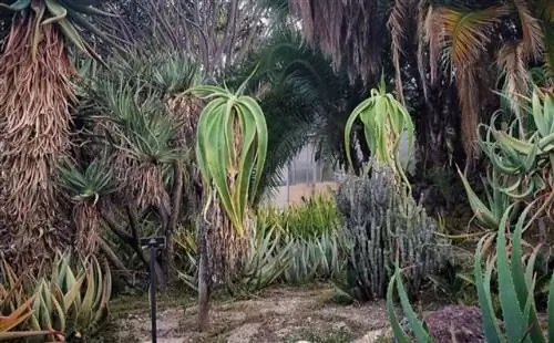 Aloe sabaea - очень редкий вид древовидного алоэ.