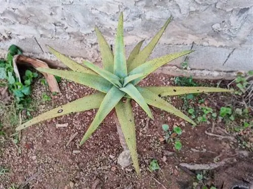 Вид на дихотомический алоидендрон в саду