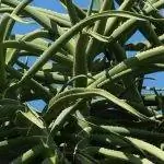 Листья Aloidendron barberae зеленые.