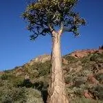 Aloidendron dichotomum - древесное растение.