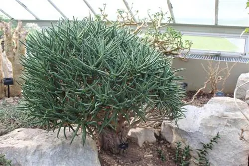 Aloe ramosissima - почти кустарниковое растение.