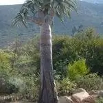 Алоэ пилланский