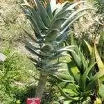 Алоэ пилланси - разновидность древовидного алоэ.