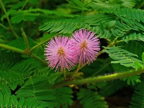 Mimosa pudica цветет весной