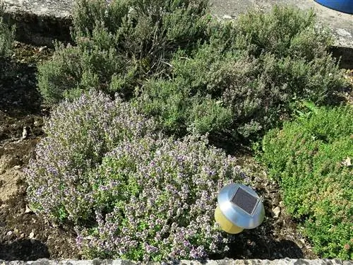 Чабрец - светолюбивое растение.