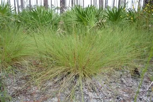Aristida stricta - растение-колонизатор.