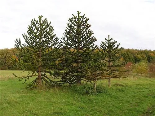 Араукария аураканская - хвойное дерево.