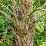 Бутия ятай хорошо растет после костра