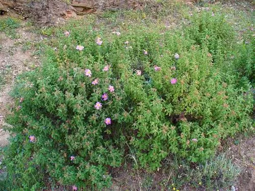 Ладанник - многолетний кустарник