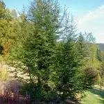 Nothofagus antarctica - дерево