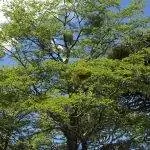 Nothofagus antarctica - большое дерево.