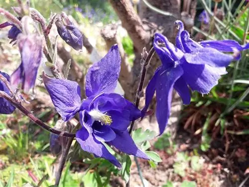 альквилегия альпийские цветы