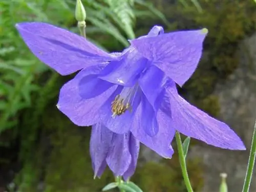 синие цветы