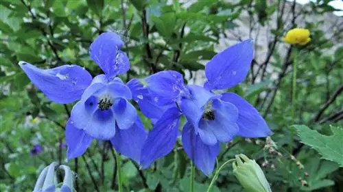 альпийская аквилегия