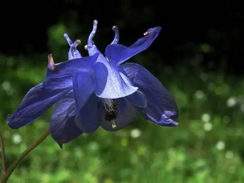 Аквилегия альпийская