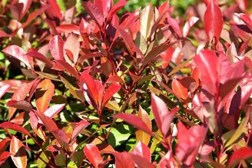 уход за фотонией