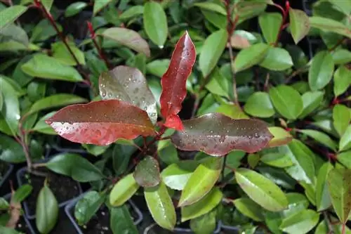 Красные листы