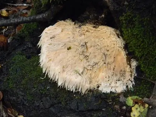 Hericium erinaceus лекарственный