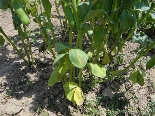 Фузариозное увядание поражает помидоры