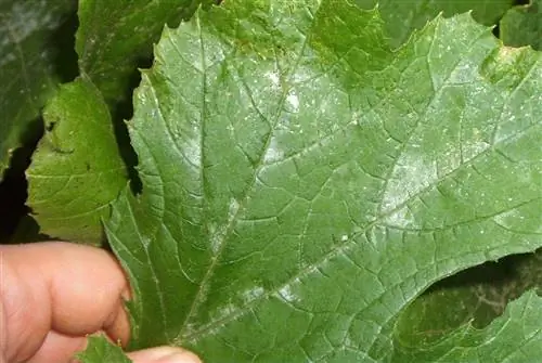 Мучнистая роса - грибковое заболевание