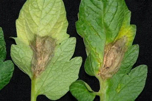 Листья с серой гнилью имеют буроватые пятна.