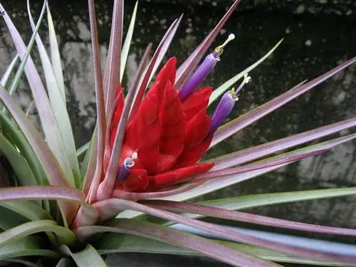 На рынке можно найти много видов тилландсии.